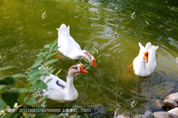 三只大白鵝