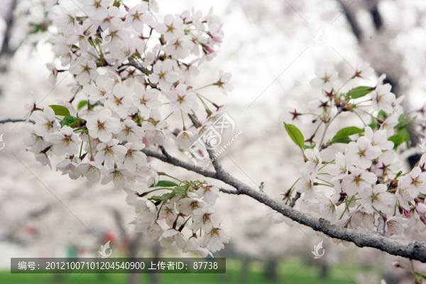 櫻花