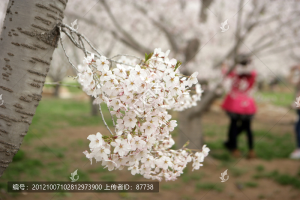 櫻花