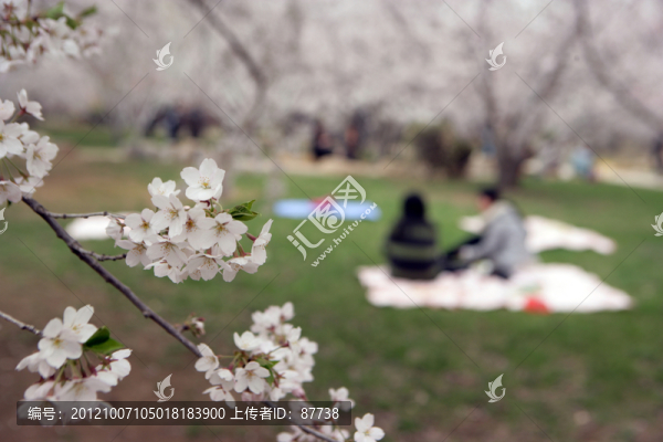 櫻花