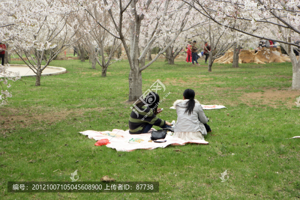 櫻花