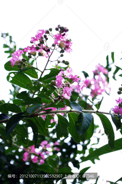 紫薇花