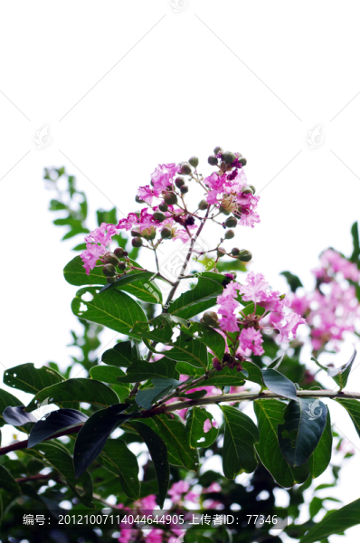 紫薇花