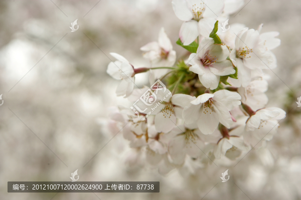 櫻花