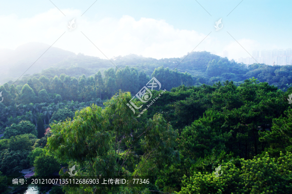 東莞虎英郊野公園叢林風(fēng)光