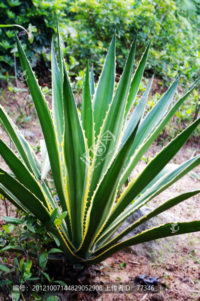 公園植物
