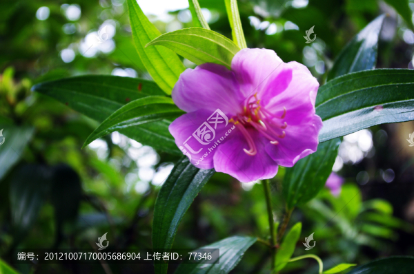 粉紫色花朵