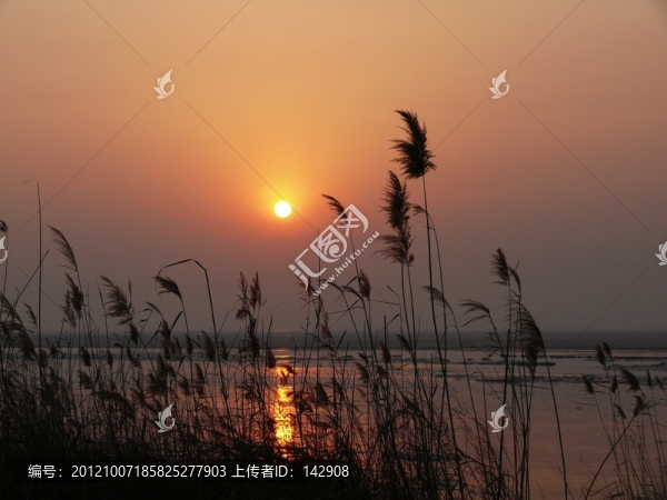 黃河蘆葦
