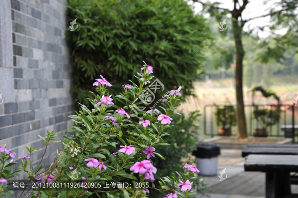 嶺南印象園,街景,長春花