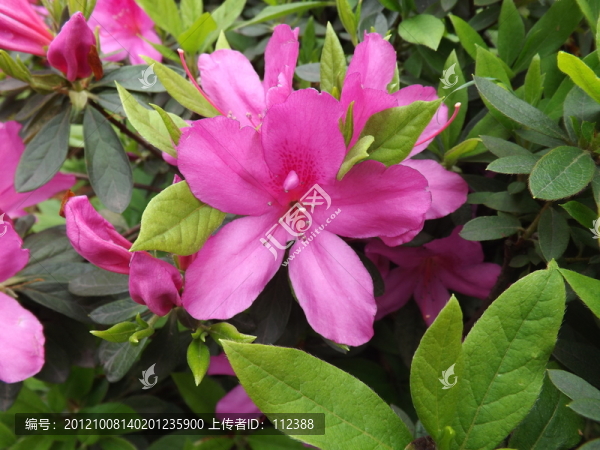 粉色花,綠葉