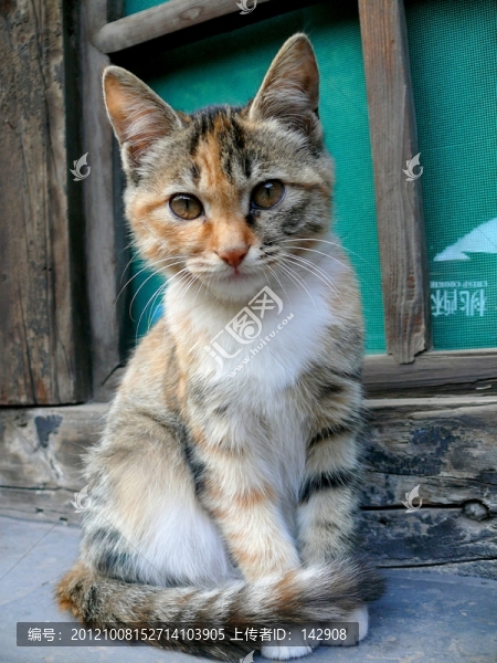 貍貓