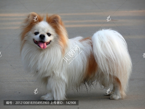 一只狗