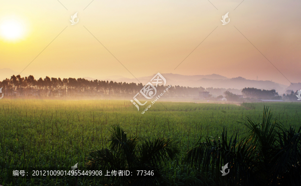 鄉(xiāng)村田野美麗的早晨