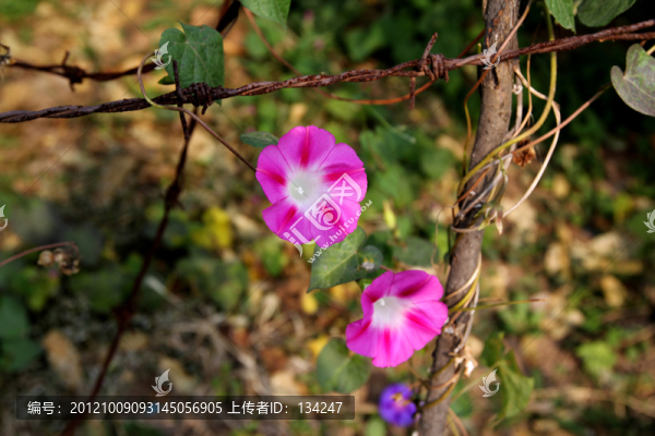 兩朵喇叭花