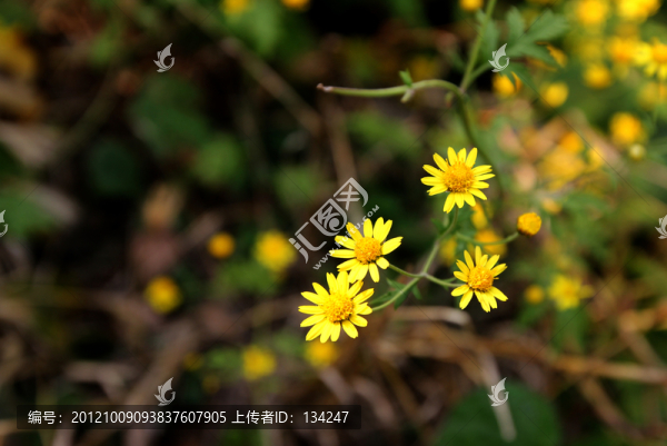 黃色小花