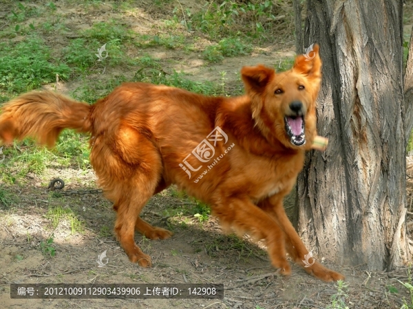 一只發(fā)威的犬