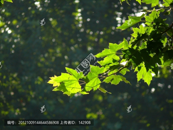 樹(shù)葉