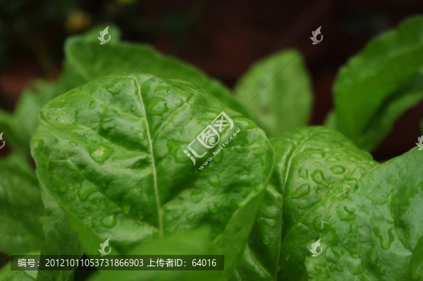 小菜