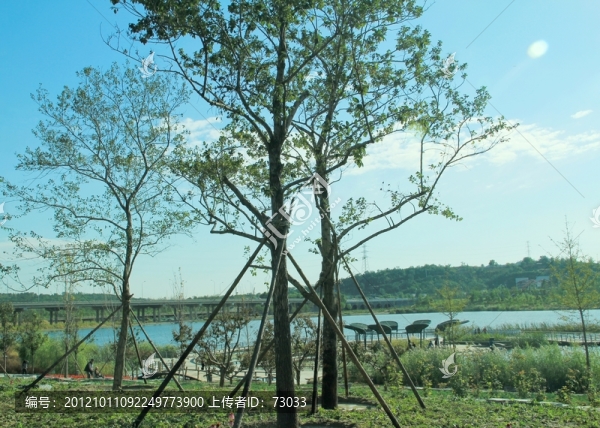 蓮石湖公園,,,大樹,,湖水