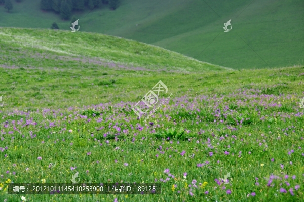 花兒溝