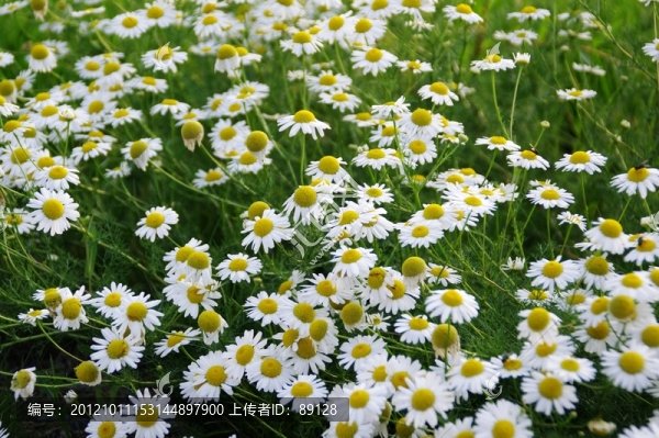 野菊花叢