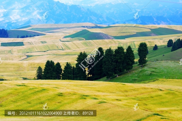 江布拉克麥田
