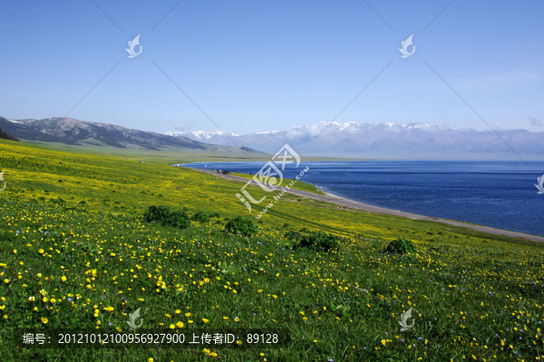 賽里木湖邊花海