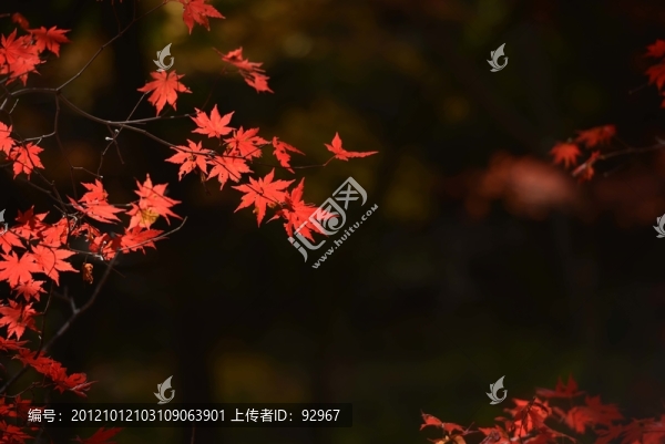 楓葉