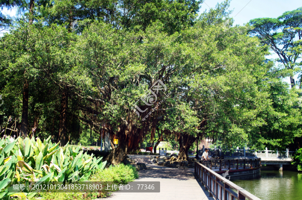 深圳荔枝公園樹(shù)木