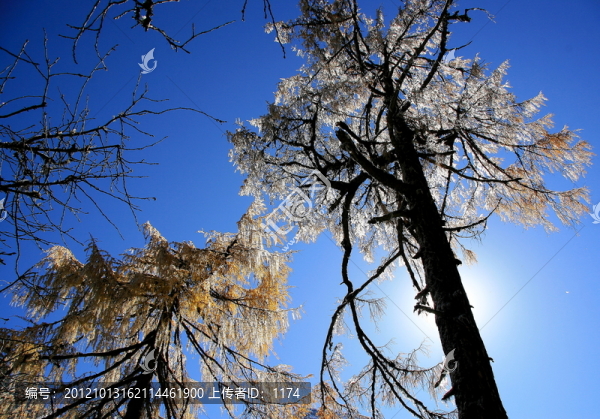 雪松