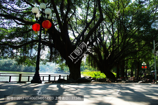 深圳荔枝公園大樹