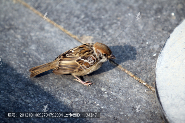 麻雀吃食