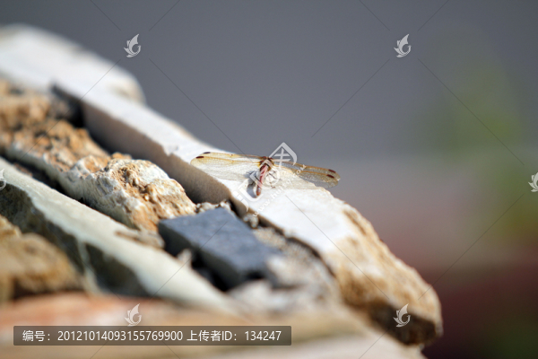 蜻蜓小憩