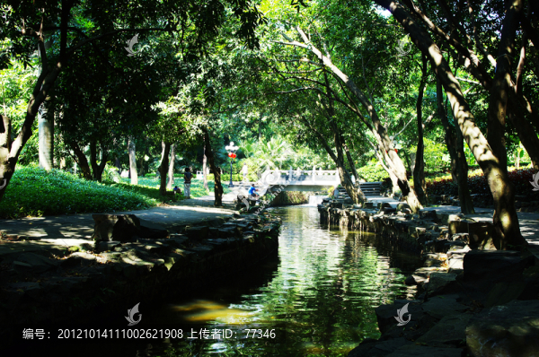 深圳荔枝公園林中溪流