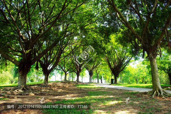 深圳蓮花山公園樹林