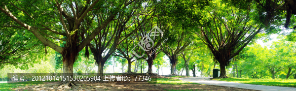 深圳蓮花山公園樹林