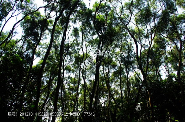 深圳蓮花山公園樹林
