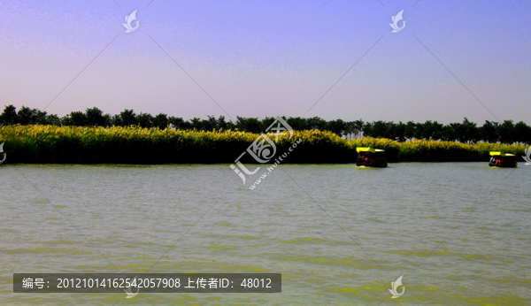 沙湖蘆葦蕩