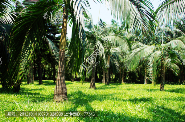 深圳蓮花山公園棕櫚樹林