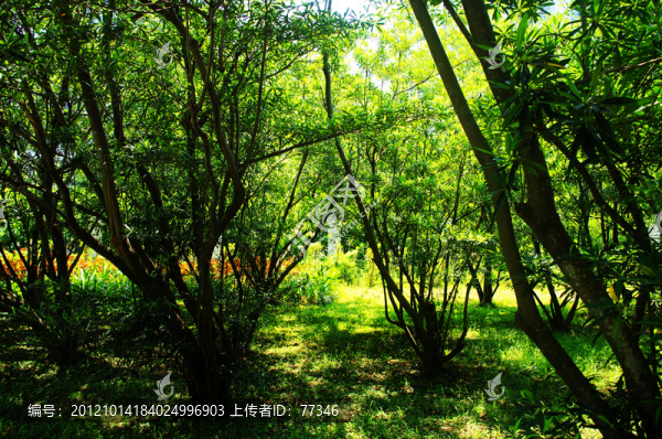 深圳蓮花山公園樹(shù)林