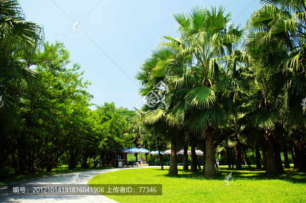 深圳蓮花山公園棕櫚樹林