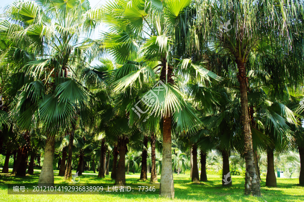 深圳蓮花山公園棕櫚樹(shù)林