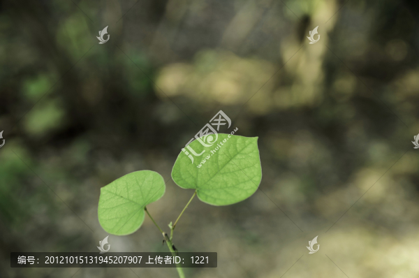 綠葉之心