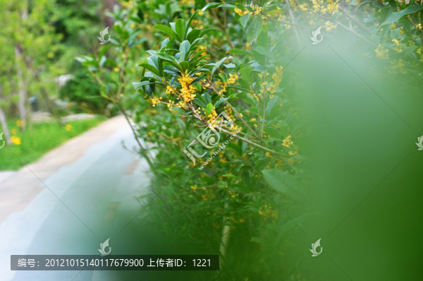 桂花樹