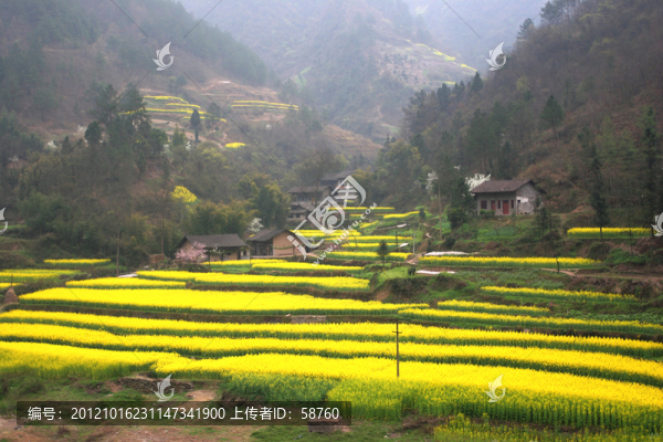 重慶,山區(qū)油菜花