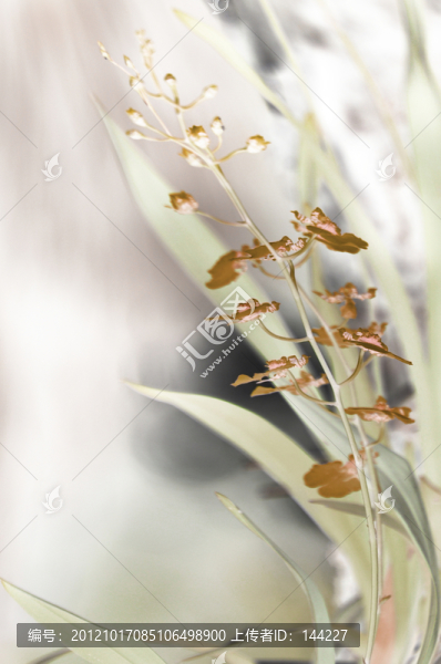 水墨蘭花