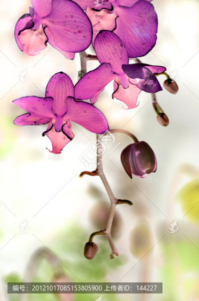 水墨蘭花