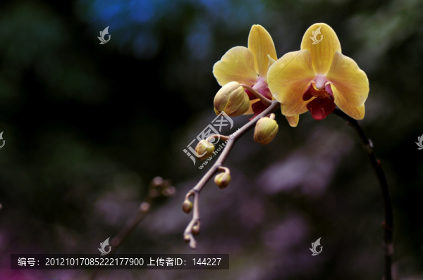 蘭花