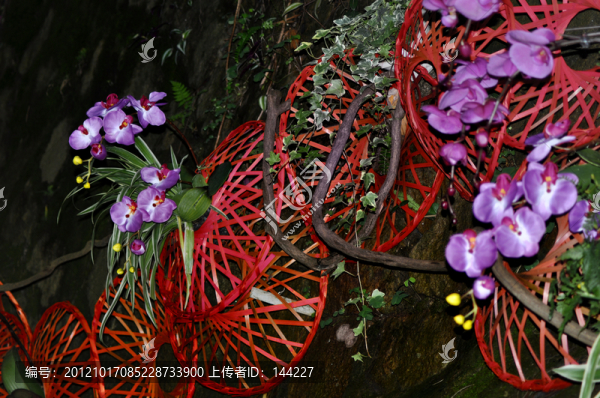 造型蘭花