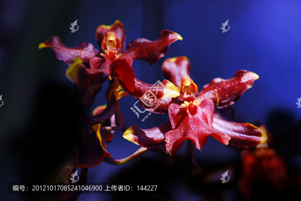 蘭花